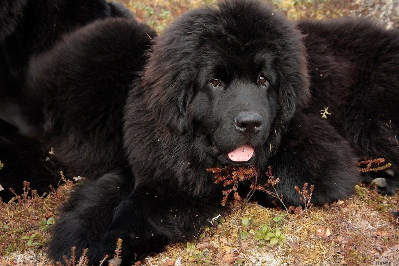 Фото: ньюфаундленд Anabelle Kvin of zye Mountayns (Анабелле Квин оф зэ Моунтайнс)
