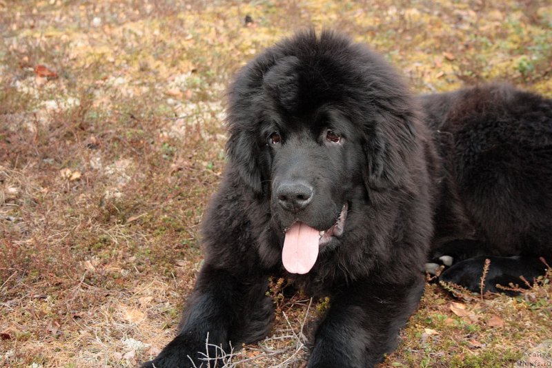 Фото: ньюфаундленд Ariel' Princess of ze Sii (Ариель Принцесс оф зе Сии)