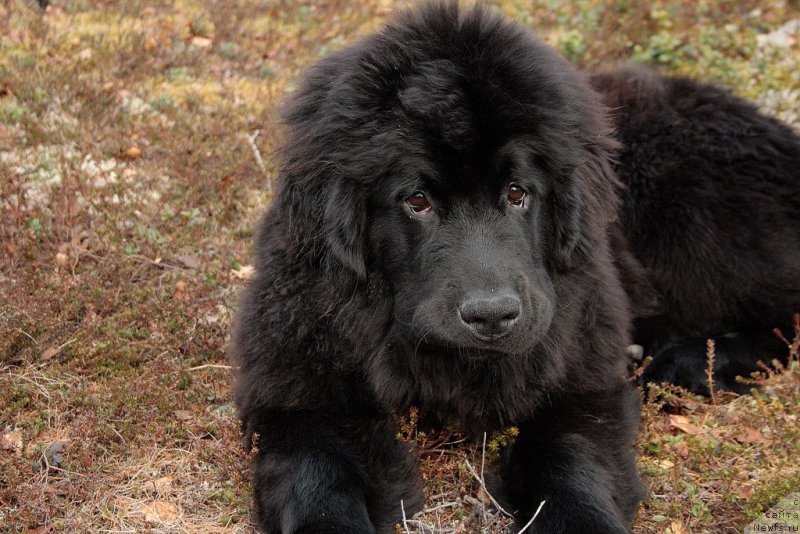 Фото: ньюфаундленд Ariel' Princess of ze Sii (Ариель Принцесс оф зе Сии)