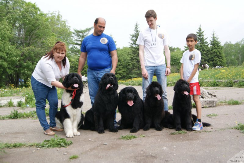 Фото: ньюфаундленд Akvian Song Karamel' (Аквиан Сонг Карамель)