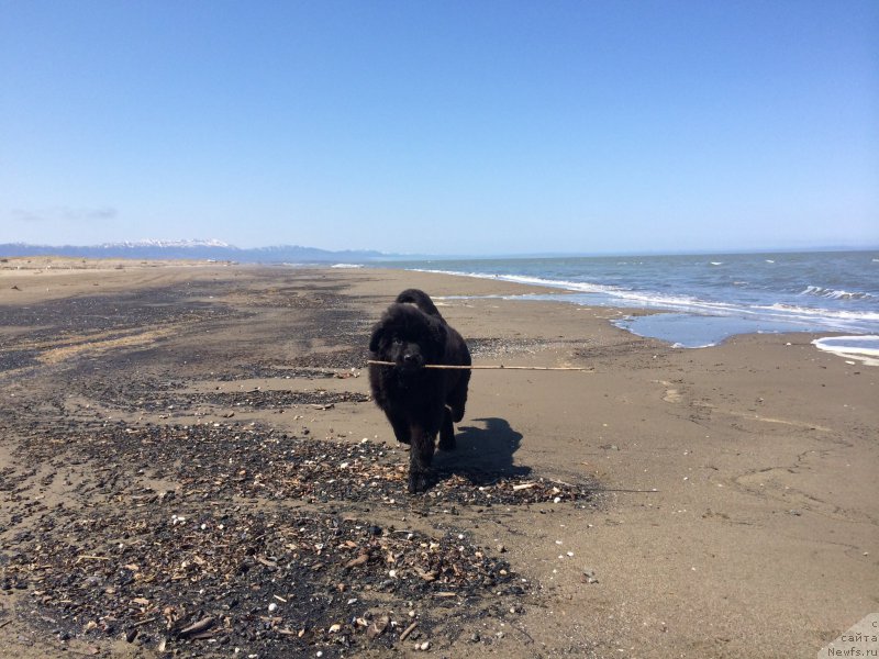 Фото: ньюфаундленд Admiring Glanses YEt Mi (Адмиринг Глансес Эт Ми)