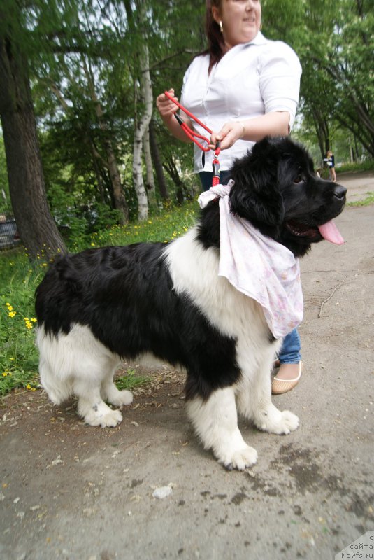 Фото: ньюфаундленд Akvian Song Karamel' (Аквиан Сонг Карамель)