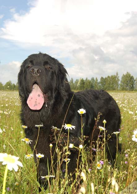 Фотография № 15598