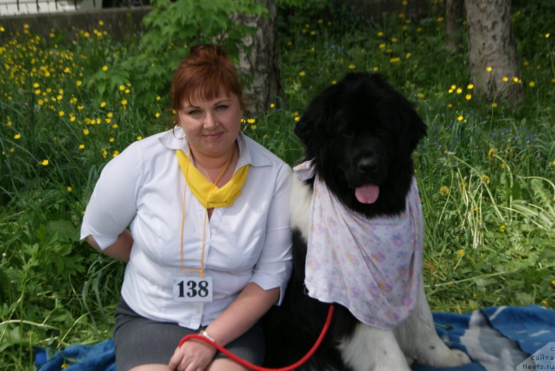 Фото: ньюфаундленд Akvian Song Karamel' (Аквиан Сонг Карамель)