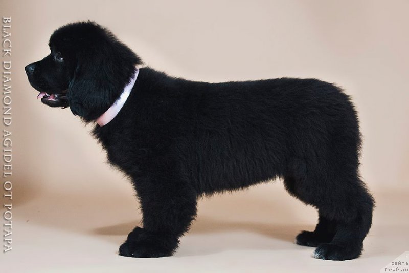 Фото: ньюфаундленд Blyek Diamond Agidel' ot Potapa CHarlotta (Блэк Диамонд Агидель от Потапа Чарлотта)