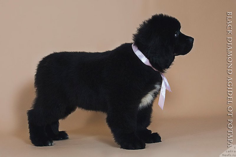 Фото: ньюфаундленд Blyek Diamond Agidel' ot Potapa CHarlotta (Блэк Диамонд Агидель от Потапа Чарлотта)