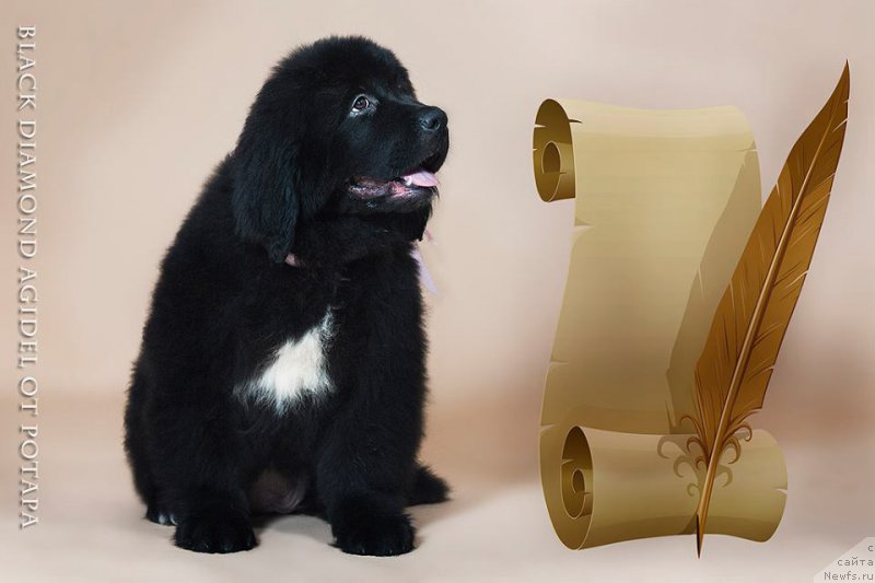 Фото: ньюфаундленд Blyek Diamond Agidel' ot Potapa CHarlotta (Блэк Диамонд Агидель от Потапа Чарлотта)