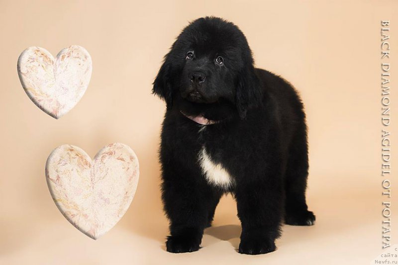Фото: ньюфаундленд Blyek Diamond Agidel' ot Potapa CHarlotta (Блэк Диамонд Агидель от Потапа Чарлотта)