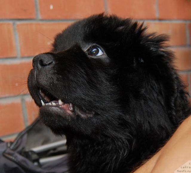 Фото: ньюфаундленд Super Premium Vashington (Супер Премиум Вашингтон)