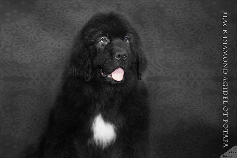 Фото: ньюфаундленд Blyek Diamond Agidel' ot Potapa CHarlotta (Блэк Диамонд Агидель от Потапа Чарлотта)