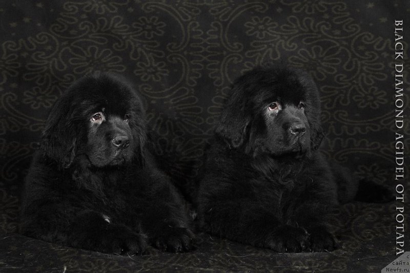 Фото: ньюфаундленд Blyek Diamond Agidel' ot Potapa CHarliza (Блэк Диамонд Агидель от Потапа Чарлиза), ньюфаундленд Blyek Diamond Agidel' ot Potapa CHarlotta (Блэк Диамонд Агидель от Потапа Чарлотта)