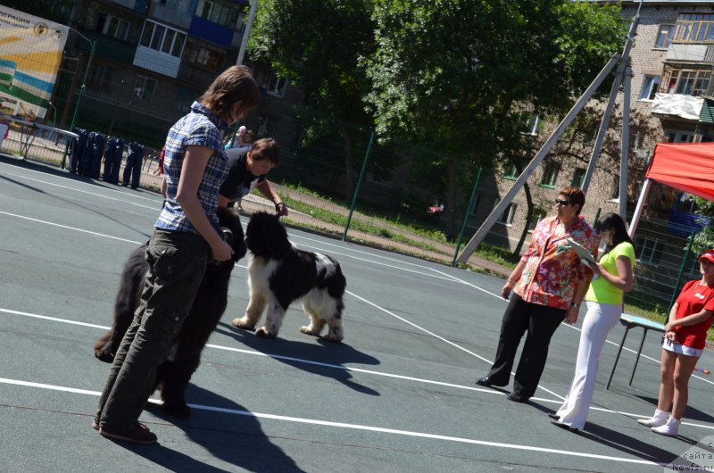 Фото: ньюфаундленд Izyaschnaya Galateya (Изящная Галатея)