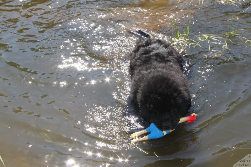 Фото: ньюфаундленд Andjel Viktorius (Анджел Викториус)