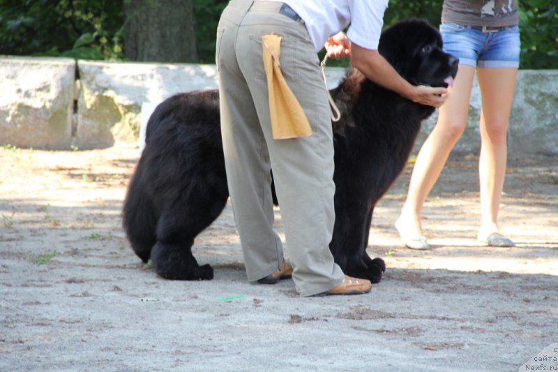 Фото: ньюфаундленд Allegro Con Brio Dinastiya Soverchenstva (Аллегро Кон Брио Династия Совершенства)