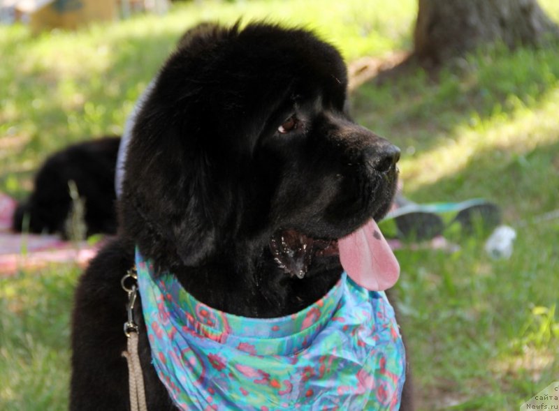 Фото: ньюфаундленд Allegro Con Brio Dinastiya Soverchenstva (Аллегро Кон Брио Династия Совершенства)