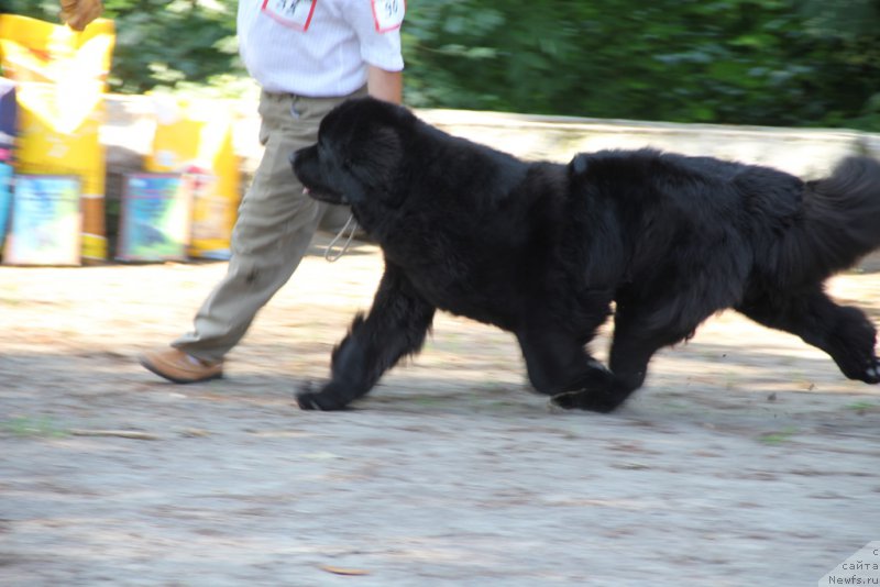 Фото: ньюфаундленд Allegro Con Brio Dinastiya Soverchenstva (Аллегро Кон Брио Династия Совершенства)