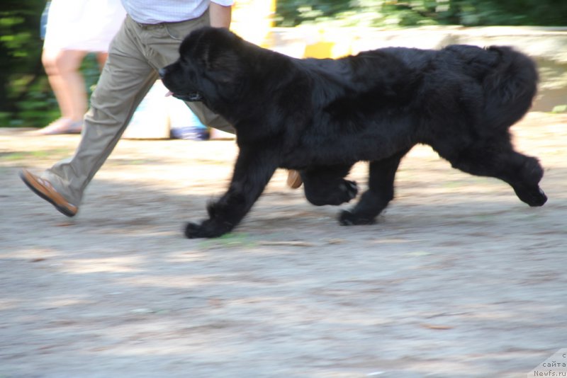 Фото: ньюфаундленд Allegro Con Brio Dinastiya Soverchenstva (Аллегро Кон Брио Династия Совершенства)