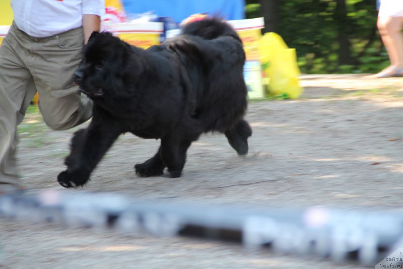 Фото: ньюфаундленд Allegro Con Brio Dinastiya Soverchenstva (Аллегро Кон Брио Династия Совершенства)