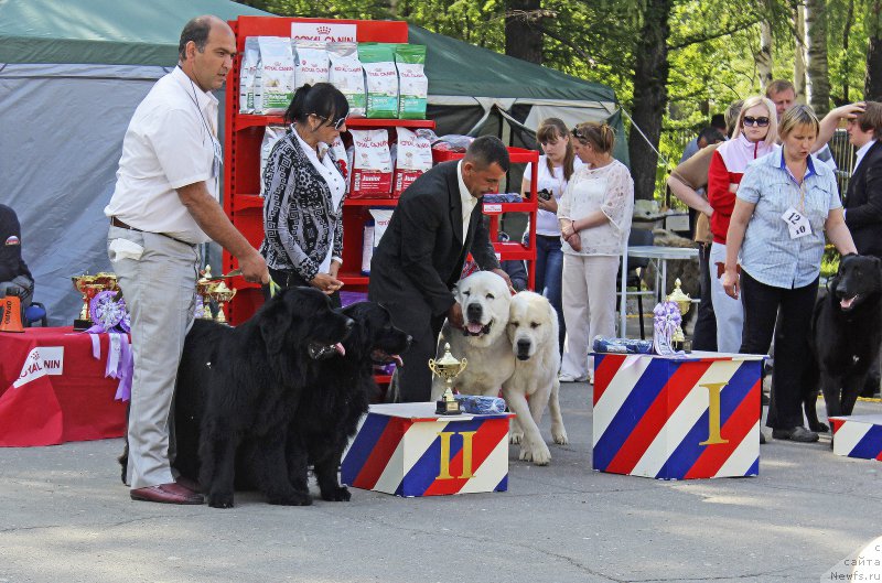 Фото: ньюфаундленд Donats Prayd Betti Tetcher (Донатс Прайд Бетти Тетчер), ньюфаундленд Chernaya Mafia Matter of Time (Черная Мафия Маттер оф Тиме)