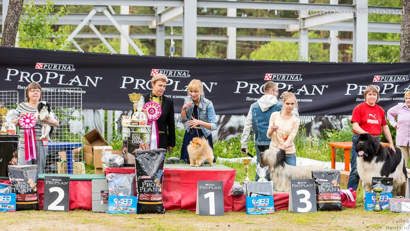 Фото: ньюфаундленд Super Bizon Cosmos (Супер Бизон Космос)