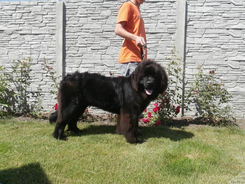 Фото: ньюфаундленд Chudotvorniy Atlas Kara Deniz