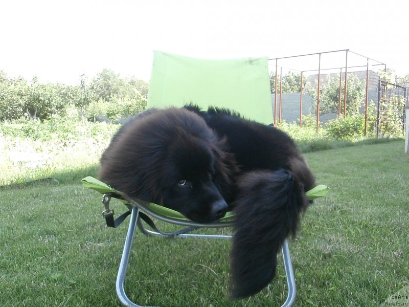 Фото: ньюфаундленд Chudotvorniy Atlas Kara Deniz