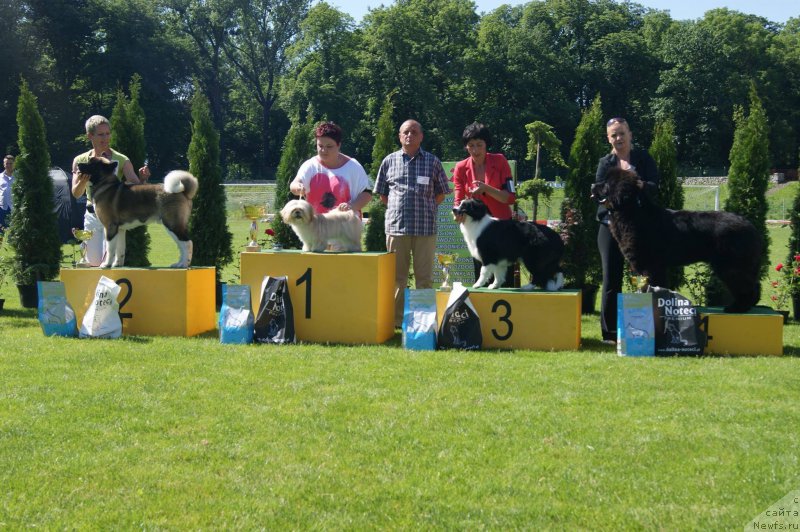 Фото: ньюфаундленд Guy of Hope Moon Bear