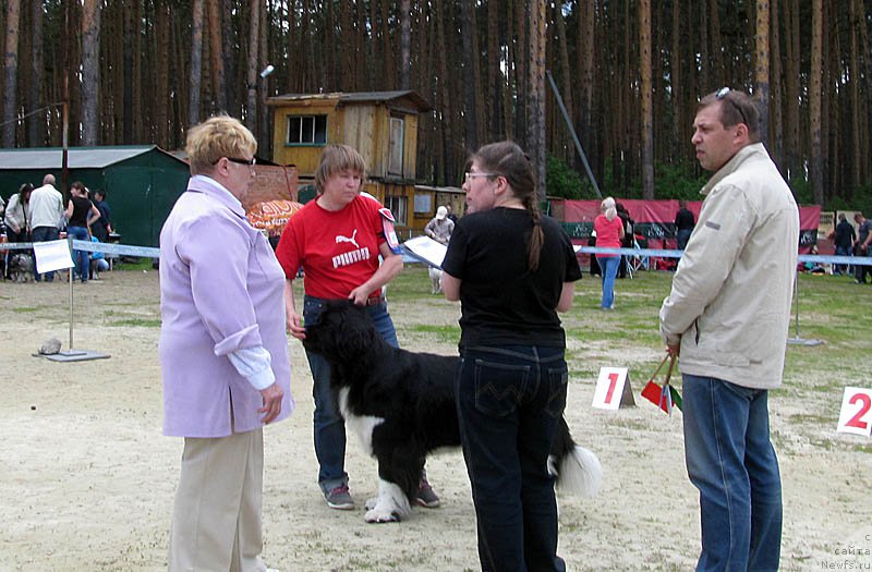 Фото: ньюфаундленд Super Bizon Zima (Супер Бизон Зима)