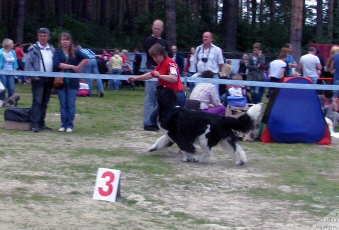 Фото: ньюфаундленд Super Bizon Zima (Супер Бизон Зима)