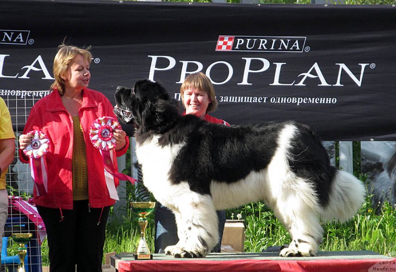 Фото: ньюфаундленд Super Bizon Cosmos (Супер Бизон Космос)