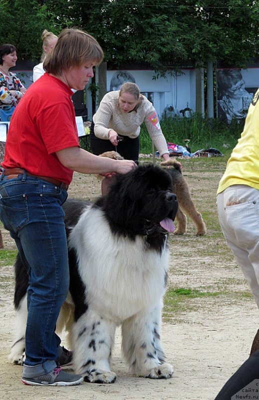 Фото: ньюфаундленд Super Bizon Cosmos (Супер Бизон Космос)