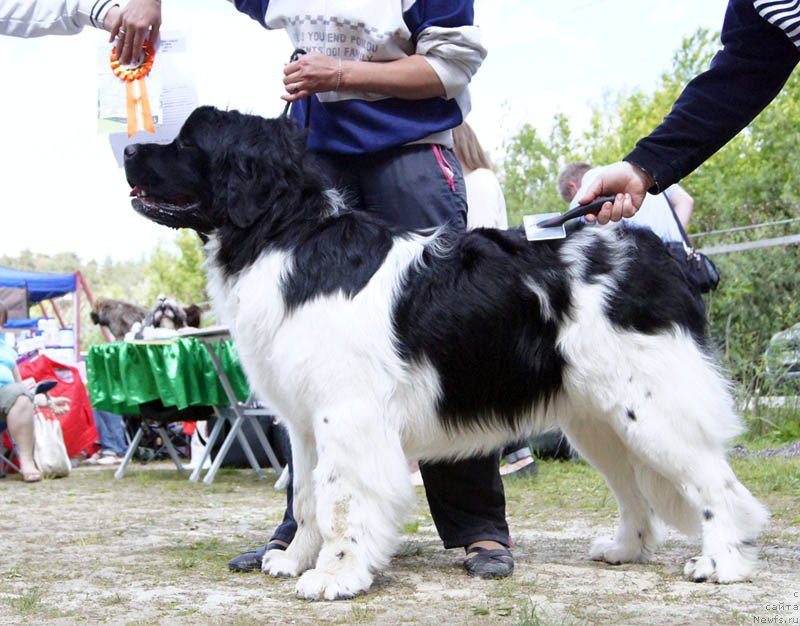 Фото: ньюфаундленд Bi Perfekt Volshebnaya Skazka (Би Перфект Волшебная Сказка)