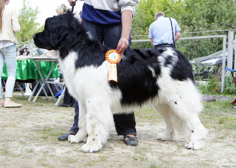 Фото: ньюфаундленд Bi Perfekt Volshebnaya Skazka (Би Перфект Волшебная Сказка)