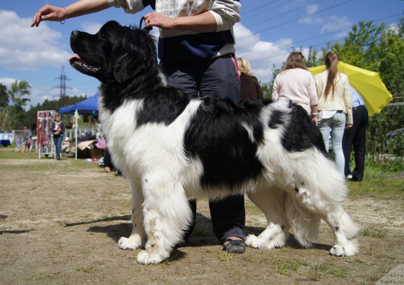 Фото: ньюфаундленд Bi Perfekt Volshebnaya Skazka (Би Перфект Волшебная Сказка)