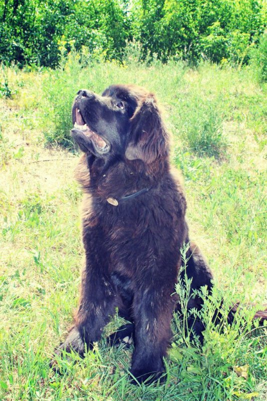 Фото: ньюфаундленд Smigar Umnica Razumnica (Смигар Умница Разумница)