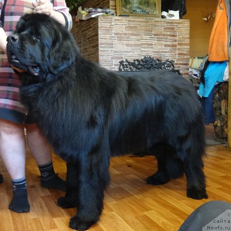 Фото: ньюфаундленд Vin Dizel' dlya N'yufort (Вин Дизель для Ньюфорт)