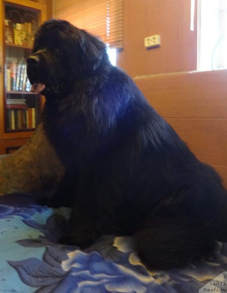 Фото: ньюфаундленд Vin Dizel' dlya N'yufort (Вин Дизель для Ньюфорт)