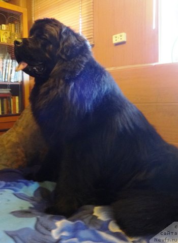 Фото: ньюфаундленд Vin Dizel' dlya N'yufort (Вин Дизель для Ньюфорт)