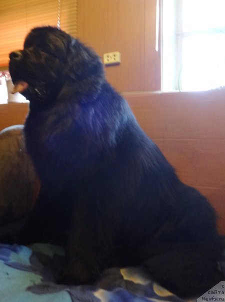 Фото: ньюфаундленд Vin Dizel' dlya N'yufort (Вин Дизель для Ньюфорт)