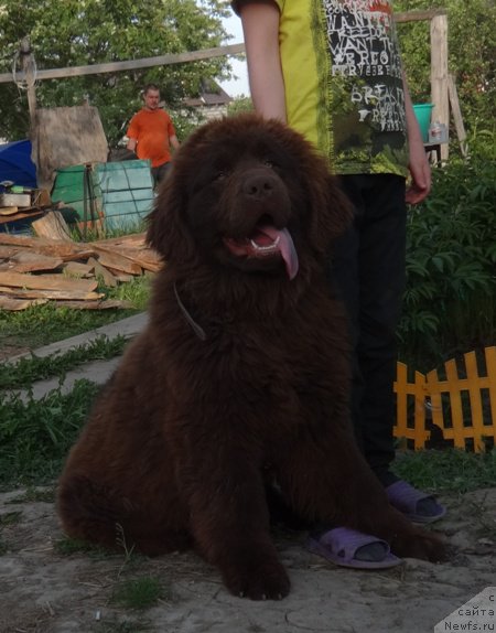 Фото: ньюфаундленд N'yufort YUnika (Ньюфорт Юника)