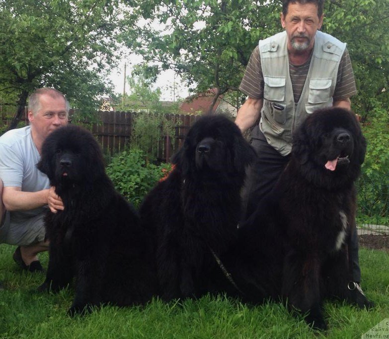 Фото: ньюфаундленд Smigar Time Line (Смигар Тайм Лайн), ньюфаундленд Skippers Only You for Smigar, ньюфаундленд Smigar Love Story (Смигар Лав Стори)