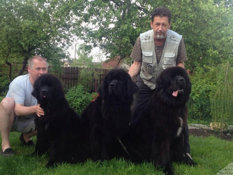 Фото: ньюфаундленд Smigar Time Line (Смигар Тайм Лайн), ньюфаундленд Skippers Only You for Smigar, ньюфаундленд Smigar Love Story (Смигар Лав Стори)