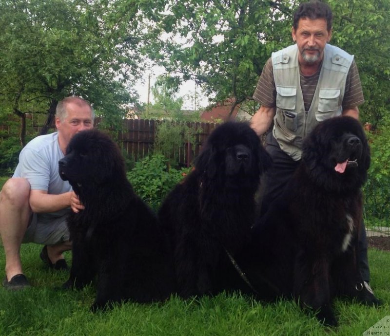 Фото: ньюфаундленд Smigar Time Line (Смигар Тайм Лайн), ньюфаундленд Skippers Only You for Smigar, ньюфаундленд Smigar Love Story (Смигар Лав Стори)