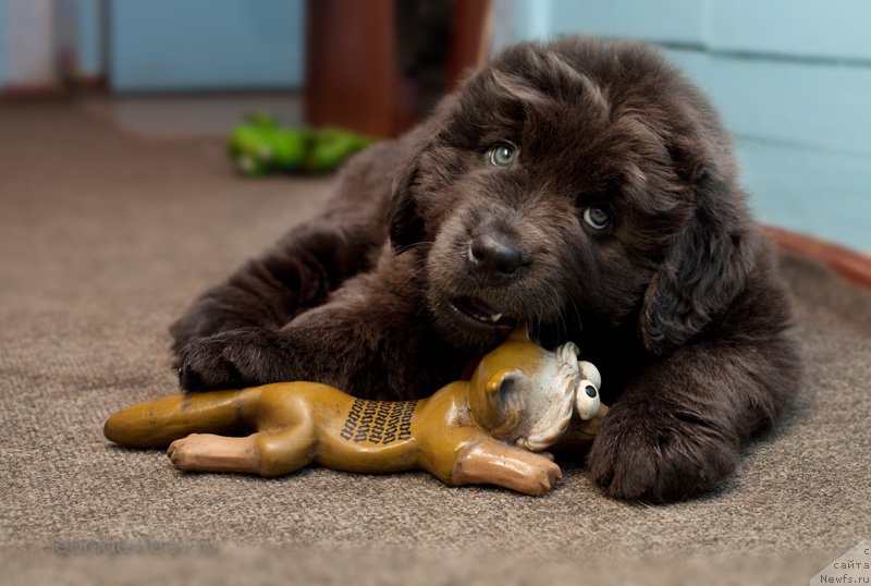 Фотография № 156084