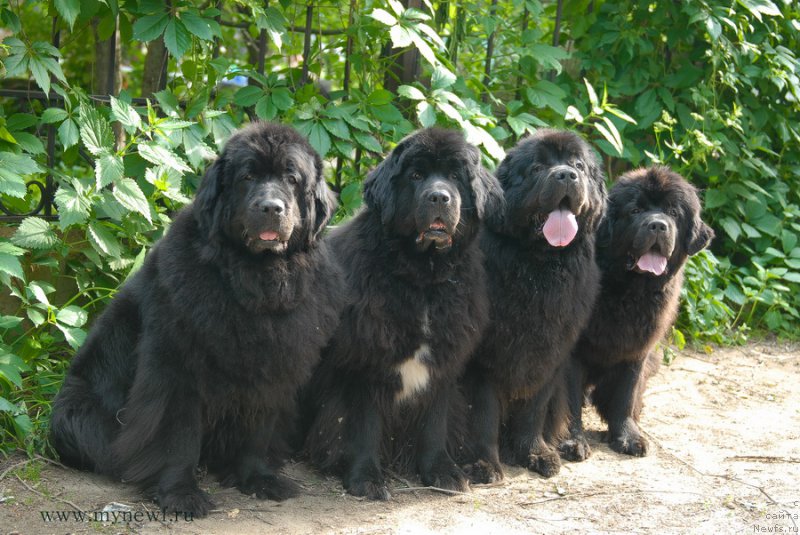 Фото: ньюфаундленд Sent Djons Dora (Сент Джонс Дора), ньюфаундленд Sent Djons Zanna D'Ark (Сент Джонс Жанна Д'Арк), ньюфаундленд Sent Djons Sabina Mistical (Сент Джонс Сабина Мистикал), ньюфаундленд Sent Djons Bekoz Ay Love YU (Сент Джонс Бекоз Ай Лове Ю)