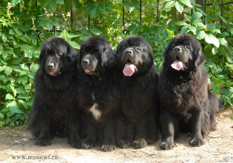 Фото: ньюфаундленд Sent Djons Dora (Сент Джонс Дора), ньюфаундленд Sent Djons Zanna D'Ark (Сент Джонс Жанна Д'Арк), ньюфаундленд Sent Djons Sabina Mistical (Сент Джонс Сабина Мистикал), ньюфаундленд Sent Djons Bekoz Ay Love YU (Сент Джонс Бекоз Ай Лове Ю)