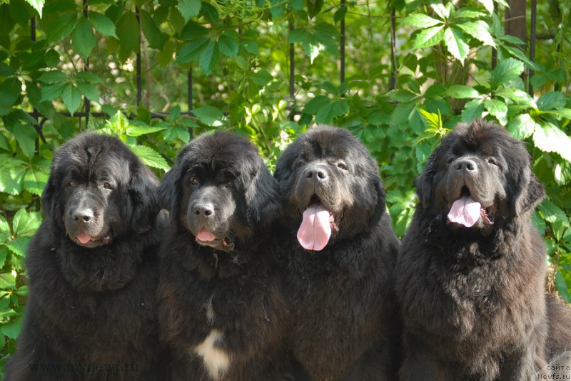 Фото: ньюфаундленд Sent Djons Dora (Сент Джонс Дора), ньюфаундленд Sent Djons Zanna D'Ark (Сент Джонс Жанна Д'Арк), ньюфаундленд Sent Djons Sabina Mistical (Сент Джонс Сабина Мистикал), ньюфаундленд Sent Djons Bekoz Ay Love YU (Сент Джонс Бекоз Ай Лове Ю)