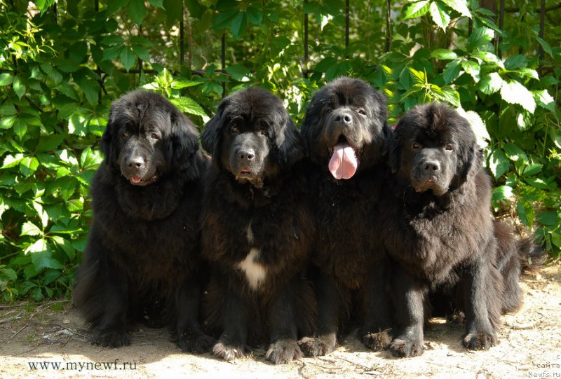 Фотография № 156097