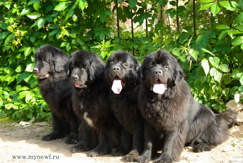 Фото: ньюфаундленд Sent Djons Dora (Сент Джонс Дора), ньюфаундленд Sent Djons Zanna D'Ark (Сент Джонс Жанна Д'Арк), ньюфаундленд Sent Djons Sabina Mistical (Сент Джонс Сабина Мистикал), ньюфаундленд Sent Djons Bekoz Ay Love YU (Сент Джонс Бекоз Ай Лове Ю)