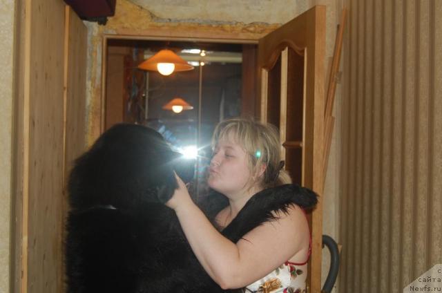 Фото: ньюфаундленд SHarmel' iz Unikal'noy Kollekcii (Шармель из Уникальной Коллекции)